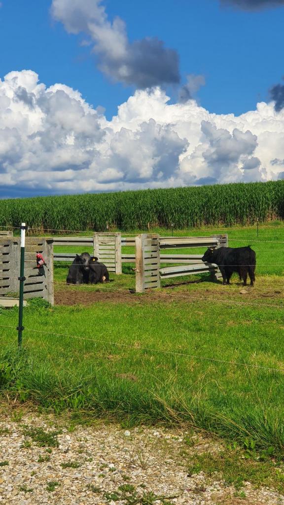 de tres grosses vaches noires